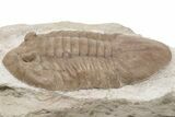 Large Asaphus Plautini Trilobite Fossil - Russia #200405-2